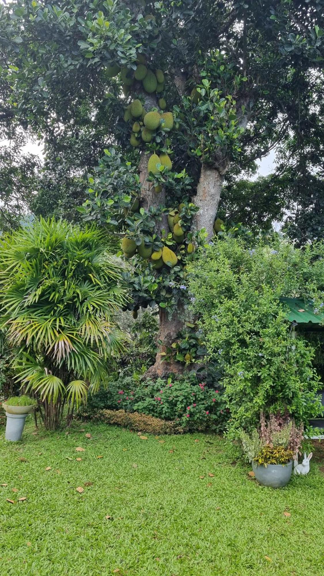 Sithara Estate Bungalow Ella Eksteriør billede